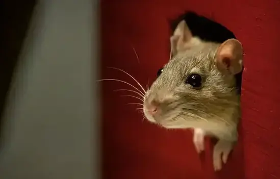 Rat exterminator treating a Cedar City, UT home