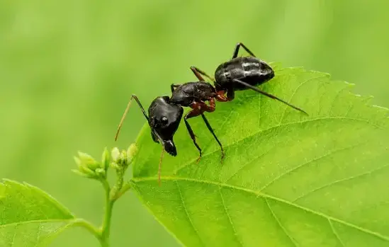 Carpenter ant exterminator treating a Cedar City, UT home