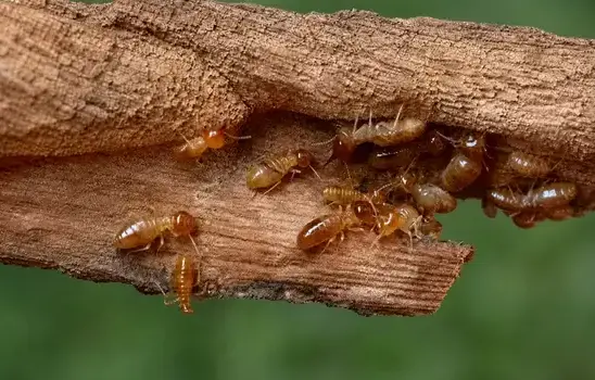 Termite exterminator treating a Cedar City, UT home
