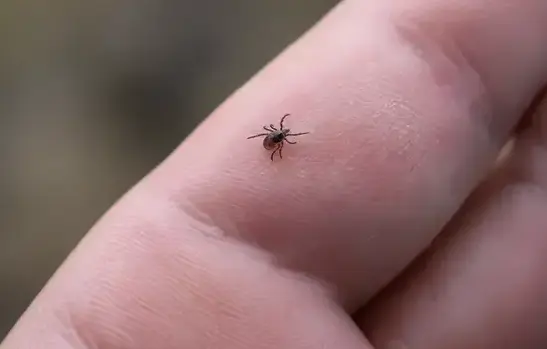 Tick Treatment in Cedar City, UT