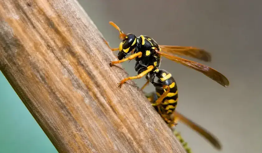 Wasp pest control Cedar City UT