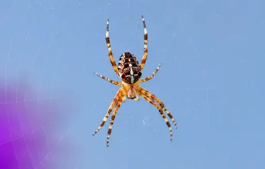 Spider Pest Control in Cedar City, UT