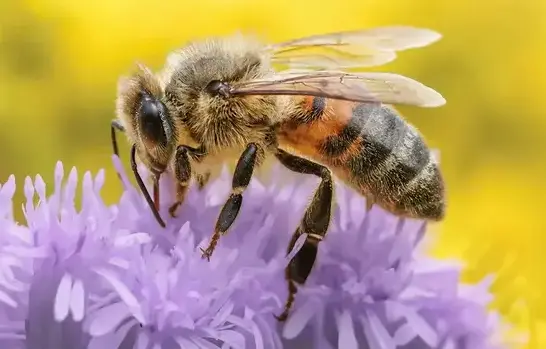 Bee exterminator treating a Cedar City, UT home