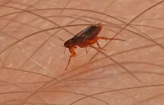Flea Pest Control in Cedar City, UT