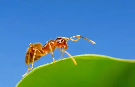 Ant Pest Control in Cedar City, UT