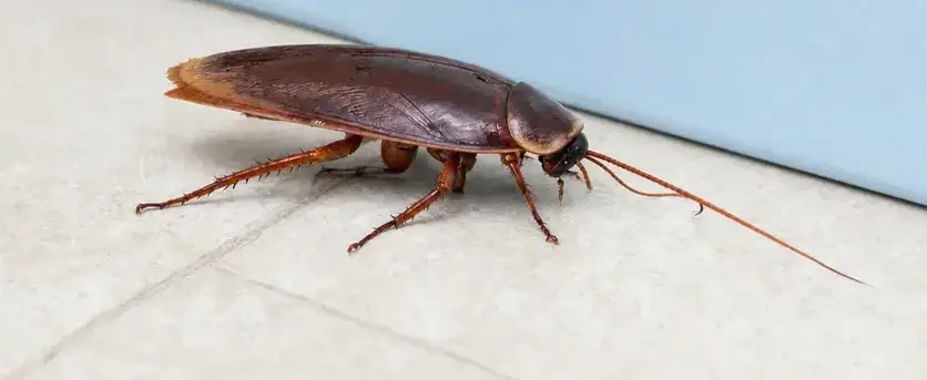 Cockroach exterminator treating a Cedar City, UT home
