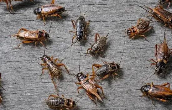 Cricket exterminator treating a Cedar City, UT home