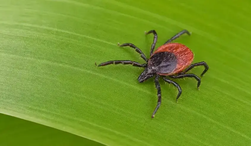 Tick pest control Cedar City UT