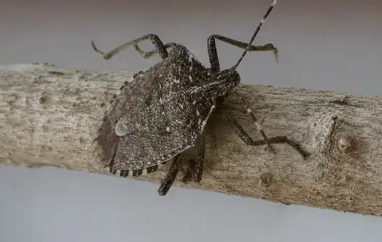 Stink bug exterminator treating a Cedar City, UT home